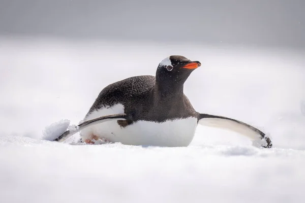 Gentoo Penguen Bedeni Karlı Yamaçlarda Sörf Yapar — Stok fotoğraf