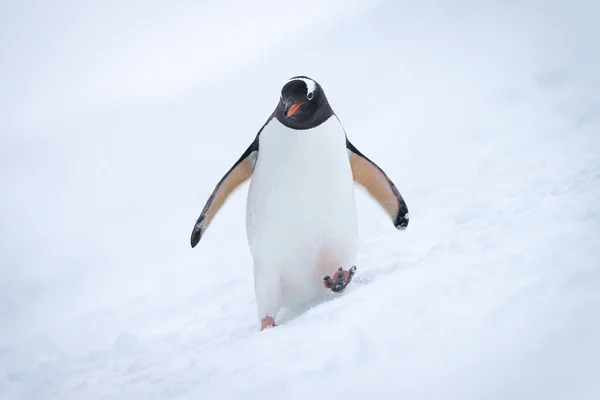 Gentoo Pinguin Nähert Sich Kamera Auf Schneebedecktem Hang — Stockfoto