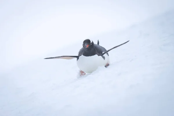 Gentoo Penguin Body Surfs Slope Lifting Flippers — ストック写真