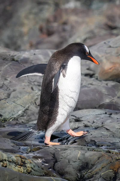 Gentoo Pinguim Cruza Rocha Com Barbatanas Levantadas — Fotografia de Stock