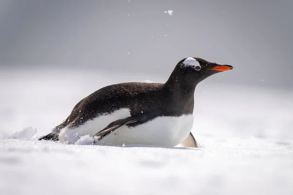 Gentoo Pinguim Corpo Surfa Através Neve Iluminada Pelo Sol — Fotografia de Stock