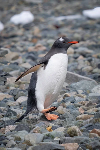 幻灯ペンギンは足を持ち上げる細いビーチを渡ります — ストック写真