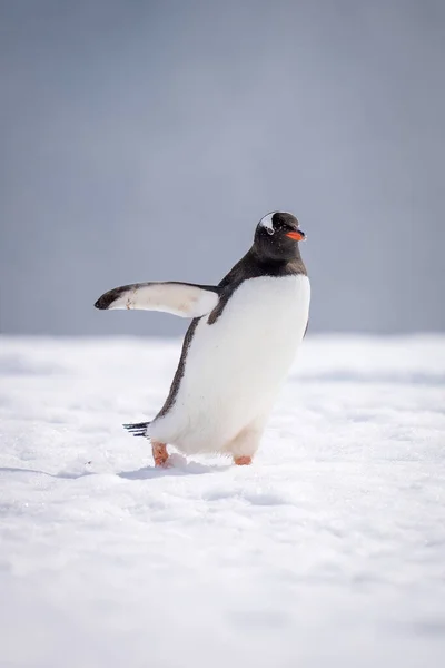 Gentoo Pinguim Cruza Neve Segurando Flipper — Fotografia de Stock