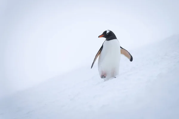 Gentoo Pinguino Attraversa Collina Innevata Girando Testa — Foto Stock