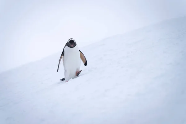 Gentoo Pingvin Korsar Snöig Sluttning Lyft Fot — Stockfoto