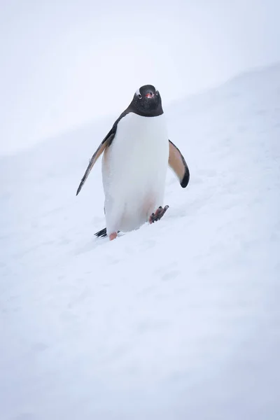 Gentoo Pinguim Cruza Encosta Nevada Assistindo Câmera — Fotografia de Stock