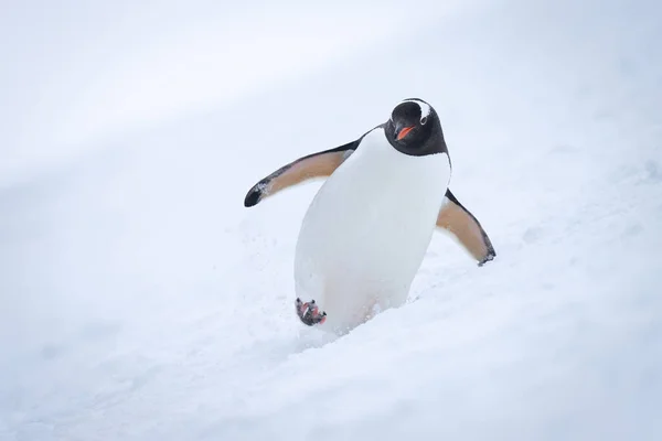 Gentoo Pingvin Átkelés Havas Lejtőn Felé Kamera — Stock Fotó