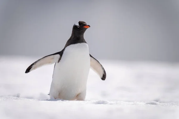 太陽の下で雪の斜面を渡る幻灯ペンギン — ストック写真