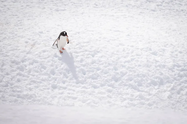 Gentoo Pinguin Stürzt Schneebedeckten Hang Hinunter Und Wirft Schatten — Stockfoto