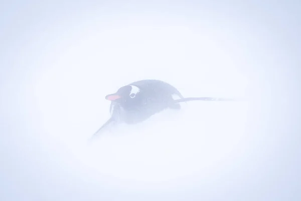 Gentoo Pinguim Desce Encosta Nevada Nevasca — Fotografia de Stock