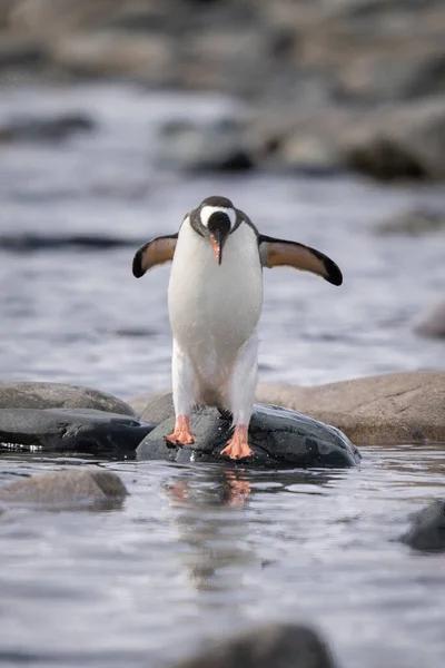 Pinguino Gentoo Che Salta Sopra Rocce Mare — Foto Stock