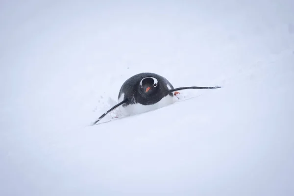 Gentoo Pingüino Desciende Pendiente Nevada Vientre —  Fotos de Stock