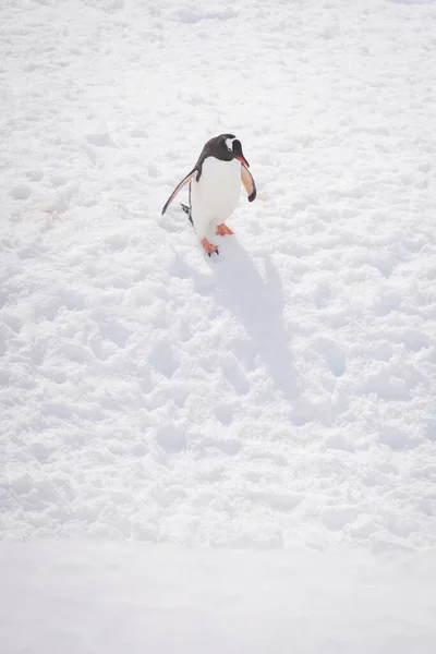 Gentoo Pinguïn Daalt Besneeuwde Helling Zon — Stockfoto