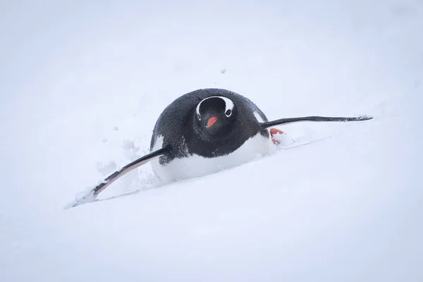 Gentoo Pingvin Ereszkedik Havas Lejtőn Gyomorban — Stock Fotó