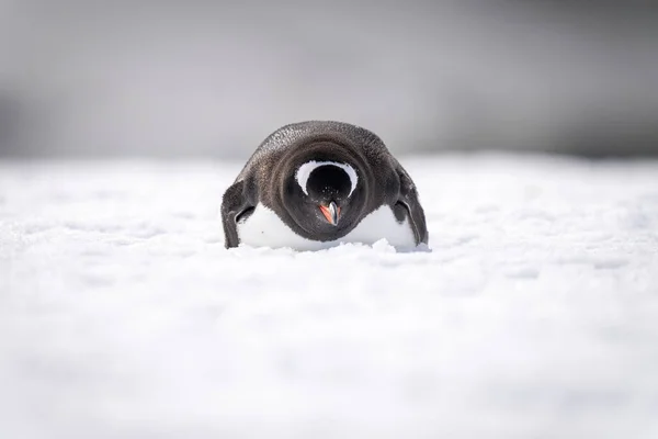 Gentoo Pingüino Encuentra Nieve Frente Cámara — Foto de Stock
