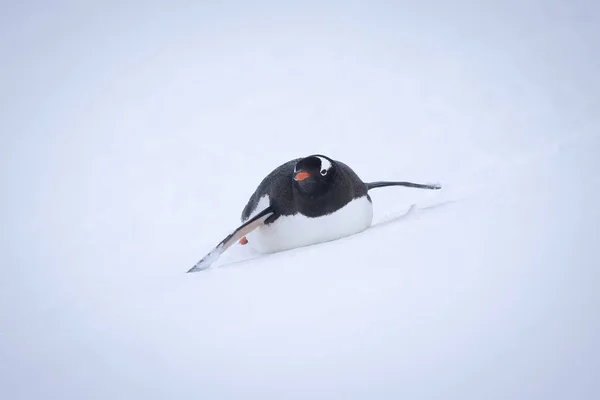 Gentoo Penguin Body Surfs Snowy Hillside Stock Image