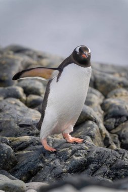 Gentoo pengueni kayaların üzerinde yüzgeçlerle dengede duruyor.