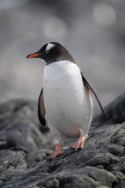 Gentoo pengueni kayalık sahilde dengede duruyor.