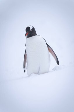 Gentoo pengueni kar horozu kafasında duruyor