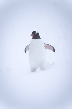 Gentoo pengueni kar üzerinde durur paletleri kaldırarak
