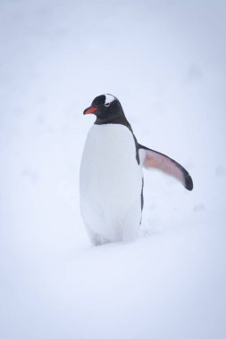 Gentoo pengueni kar üzerinde durur, palet yetiştirir.