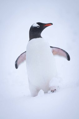 Gentoo pengueni kar altında dikiliyor.