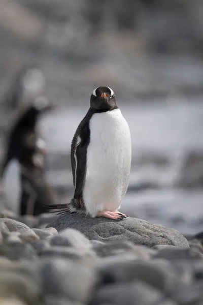 Gentoo Pinguin Auf Dem Felsen Wendet Sich Der Kamera — Stockfoto