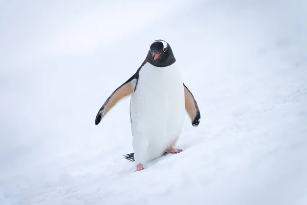 Геніальний Пінгвін Сніжному Пагорбі Дивиться Фотоапарат — стокове фото