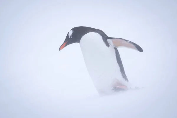 Pinguino Gentoo Sul Pendio Innevato Nella Bufera Neve — Foto Stock