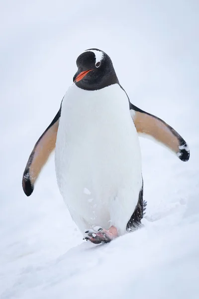 Pinguim Gentoo Encosta Nevada Levantando — Fotografia de Stock