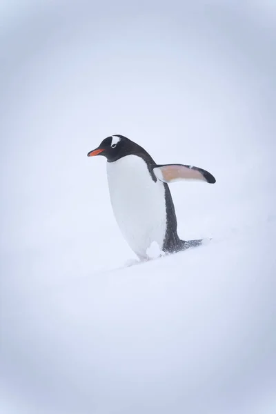 Gentoo Pinguïn Besneeuwde Heuvel Tillen Flipper — Stockfoto