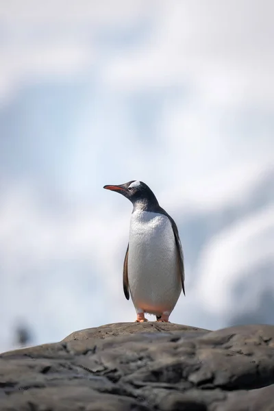 Πιγκουίνος Gentoo Σκαρφαλώνει Στο Βράχο Κοιτάζοντας Αριστερά — Φωτογραφία Αρχείου