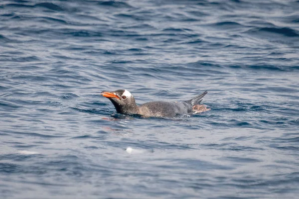 Gentoo Pinguim Botos Mar Sol — Fotografia de Stock