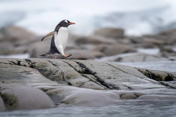 Πιγκουίνος Gentoo Τρέχει Πάνω Από Βράχους Ανύψωσης Πόδι — Φωτογραφία Αρχείου
