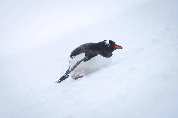 Gentoo Pingüino Desliza Hacia Atrás Por Ladera Nevada —  Fotos de Stock