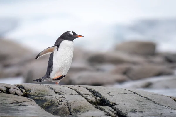 Генту Пінгвін Біжить Скелях Березі — стокове фото