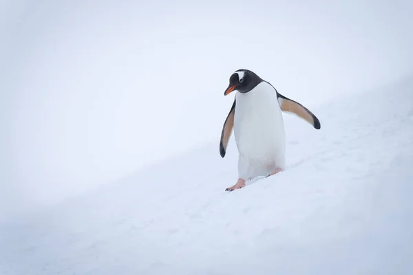 Gentoo Pinguim Desliza Para Baixo Inclinação Olhando Para Baixo — Fotografia de Stock