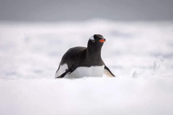 Gentoo Penguin Slides Snow Belly — ストック写真