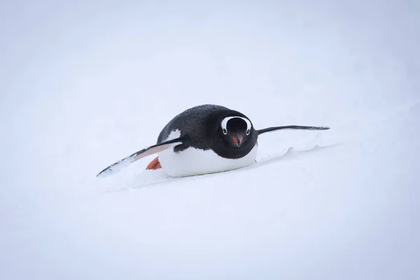 Gentoo Pinguino Scivola Attraverso Neve Verso Fotocamera — Foto Stock