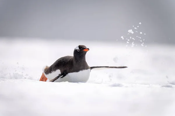 腹に雪の上に滑り込む幻灯ペンギン — ストック写真