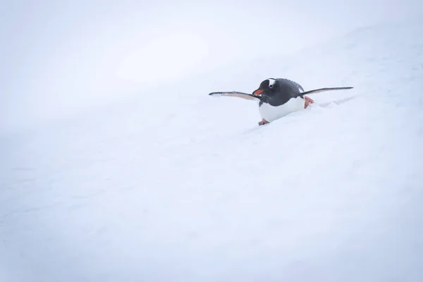 Gentoo Pingüino Desliza Sobre Nieve Estómago —  Fotos de Stock