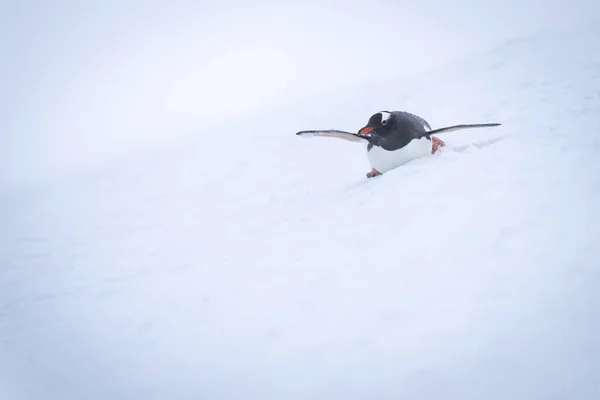 Gentoo Penguin Slides Snow Stomach — ストック写真