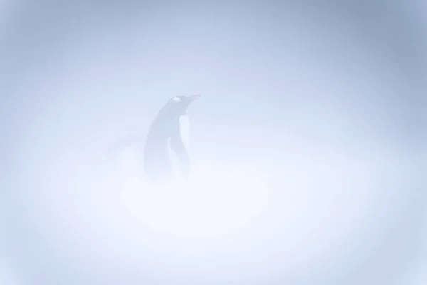 Pinguim Gentoo Perfil Tempestade Neve — Fotografia de Stock