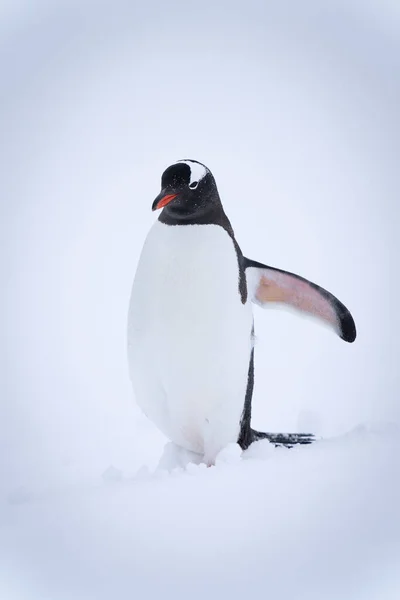 Gentoo Pingouin Debout Dans Nageoire Levage Neige — Photo