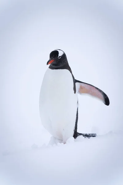 Ezelspinguïn Staand Sneeuwliftende Flipper — Stockfoto