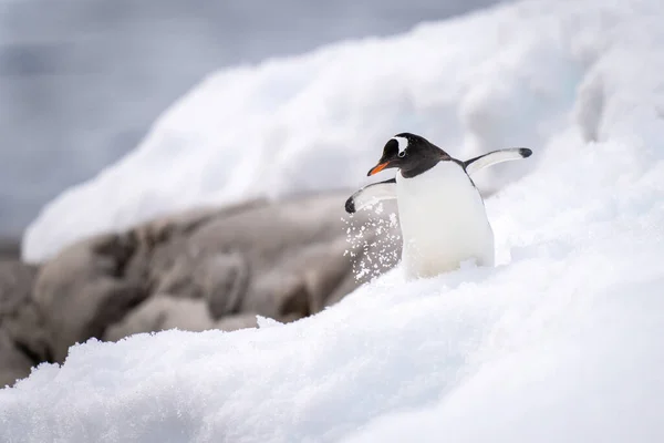 岩の近くの雪の上に幻灯ペンギンのスリップ — ストック写真