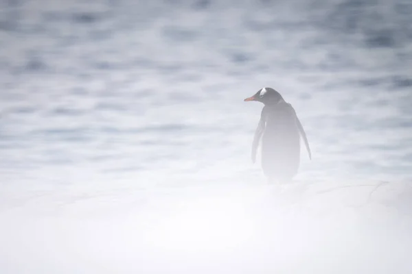 雪のフォアグラウンドに隠れて立つ幻灯ペンギン — ストック写真