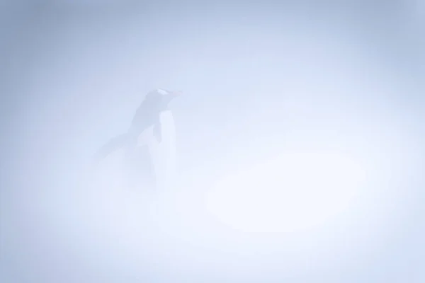 Πιγκουίνος Gentoo Στέκεται Χιονοθύελλα Εξαπλώνεται Πτερύγια — Φωτογραφία Αρχείου