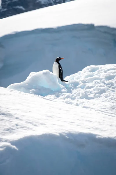 Gentoo Tučňák Stojící Ledovci Slunci — Stock fotografie