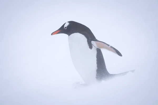 吹雪の中の雪の上に立つ幻灯ペンギン — ストック写真